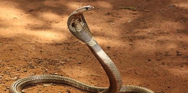 平头哥看见毒蛇扑上去,毒蛇闯入平头哥的地盘