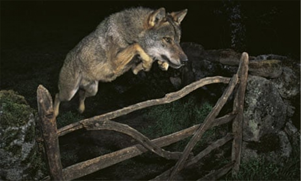 人物摆拍骗大奖,野生动物摄影造假