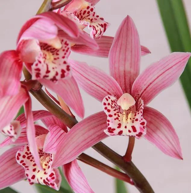 好看又好养的兰花有哪几种,推荐几款香味最好而且好养的兰花