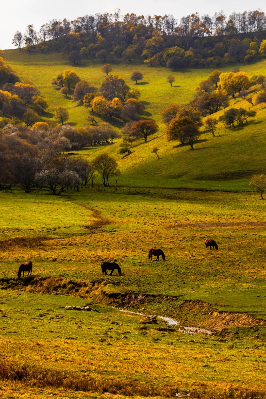 为什么宝鸡比西安更有“关中味儿”？