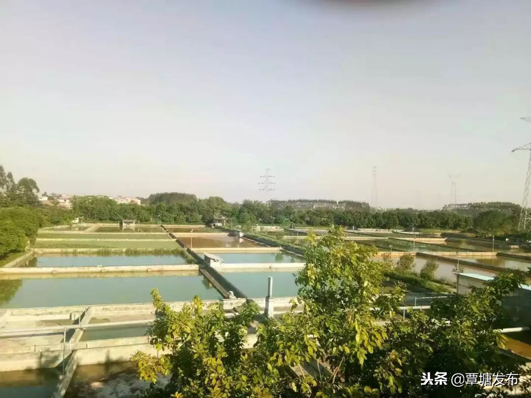 村子里的养殖场,我的家庭养殖场