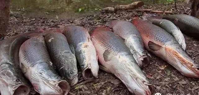 世界十大凶猛淡水鱼类,顶级淡水鱼类