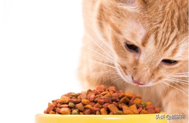 猫咪老是把屎踩的到处都是,猫咪踩屎在脚上