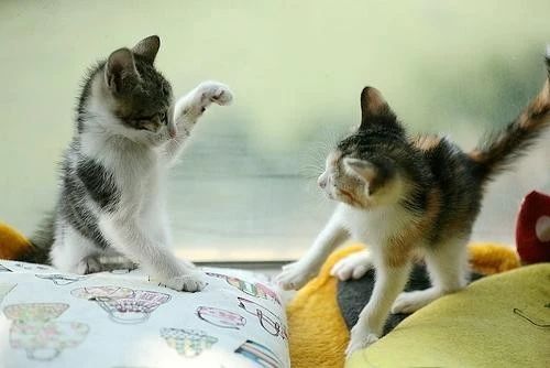家猫打架意味什么,家猫和猫打架怎么办