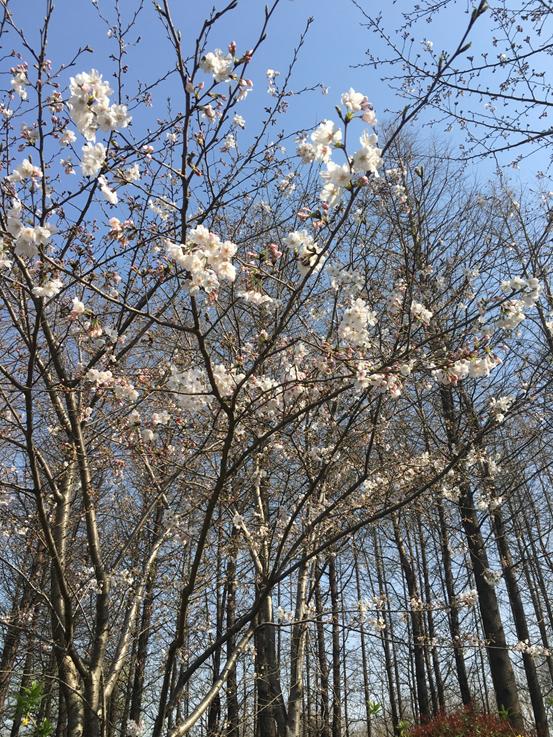 春天必打卡的樱花胜地顾村公园,顾村公园樱花照片视频