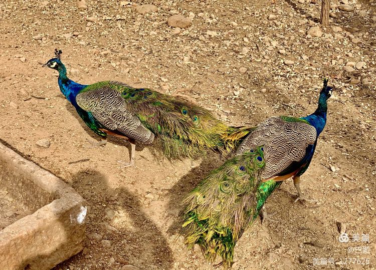 洛阳市宜阳凤凰岭射箭,宜阳县凤凰岭体育基地