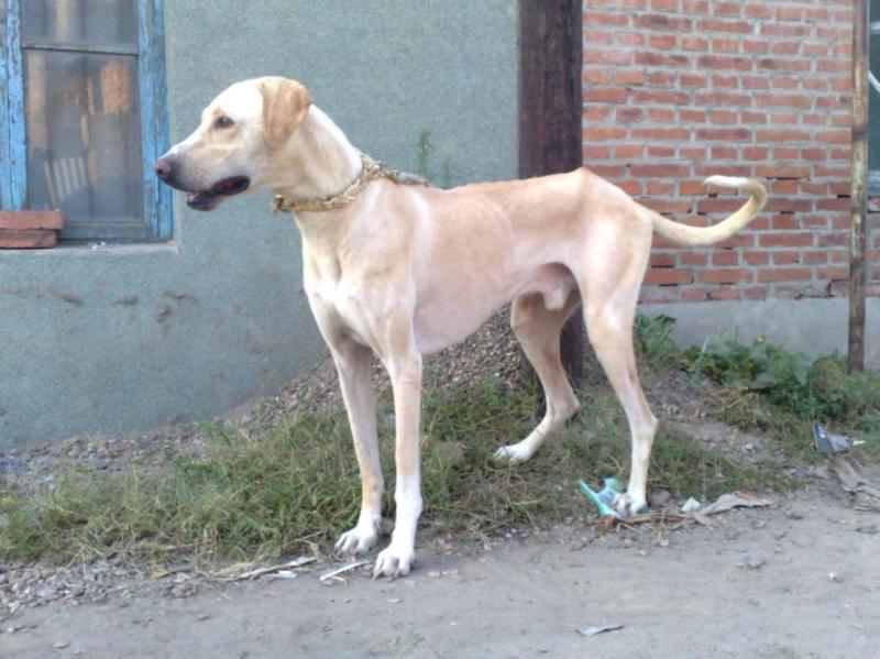 被小区不拴绳子的狗吓到了怎么办,孩子在小区内被未牵绳的狗追咬