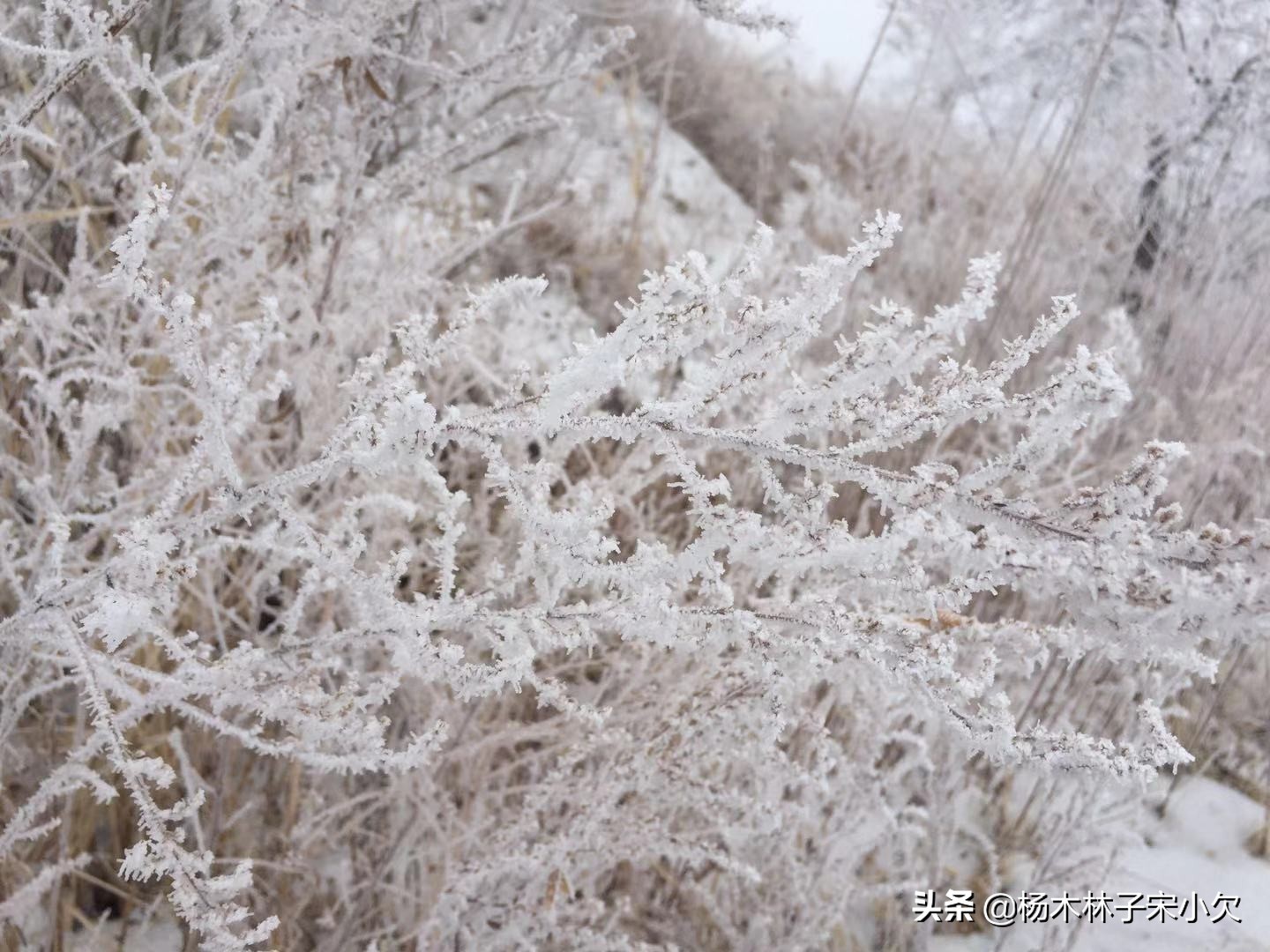 人类最大规模的*杀屠**,是房思琪式的*暴强**