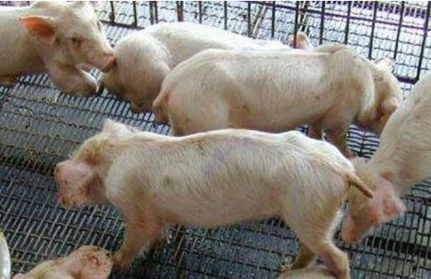 僵猪怎么治疗和管理,僵猪病猪处理方法