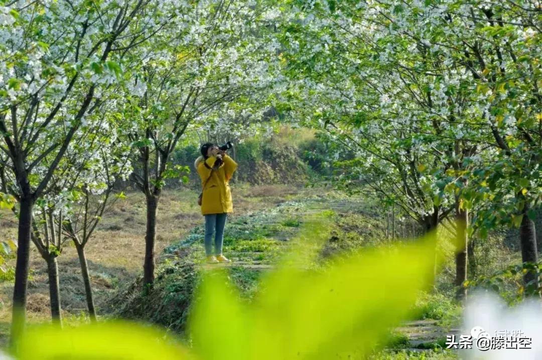 带你来樱花园看浪漫樱花,最美校园春天必打卡的樱花胜地