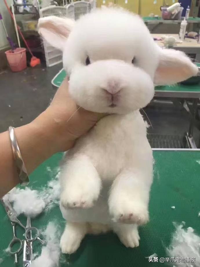 可爱长毛绒兔,长毛仓鼠可爱瞬间
