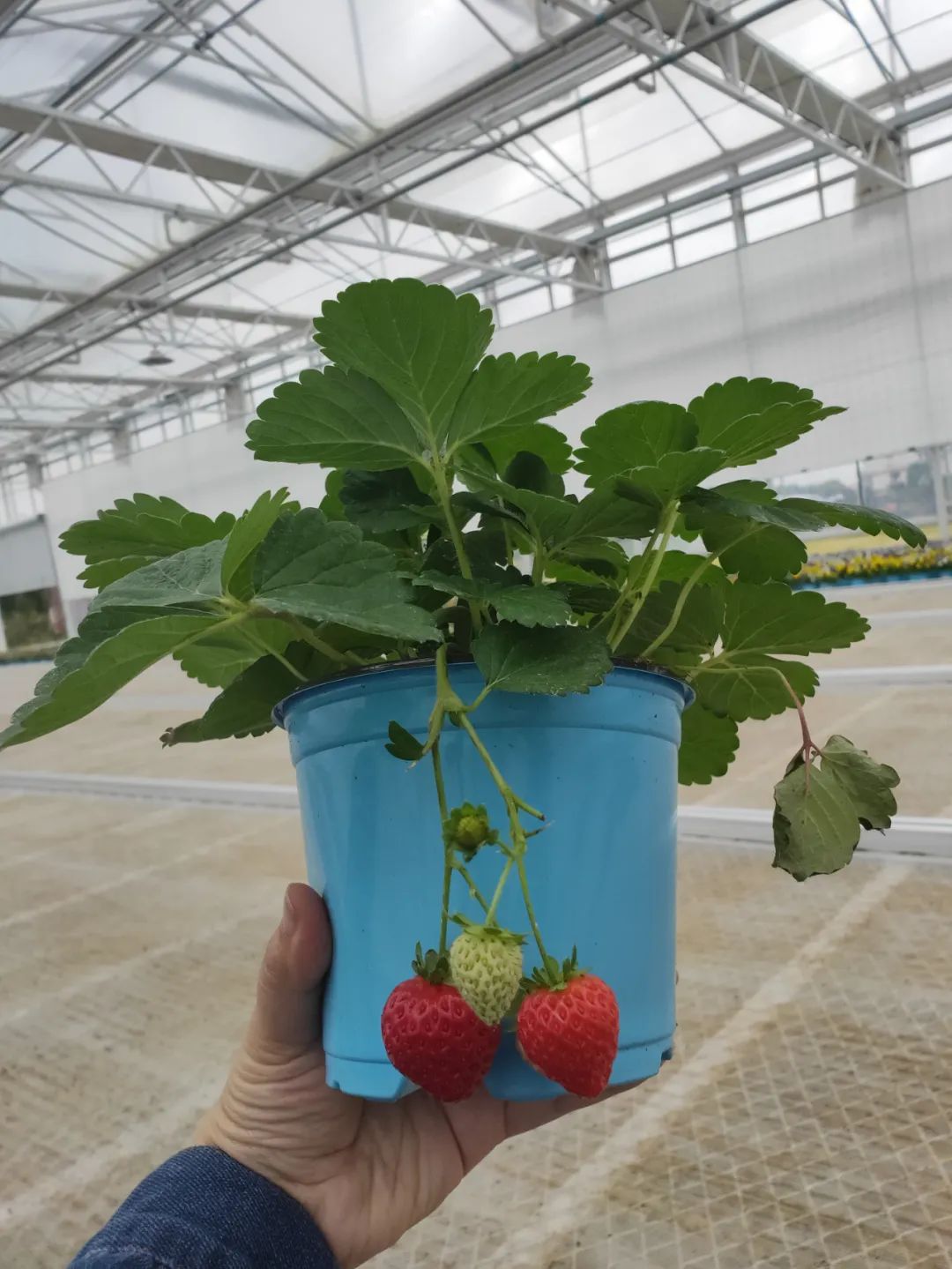 红花草莓托斯卡纳,红花草莓和白花草莓哪个好