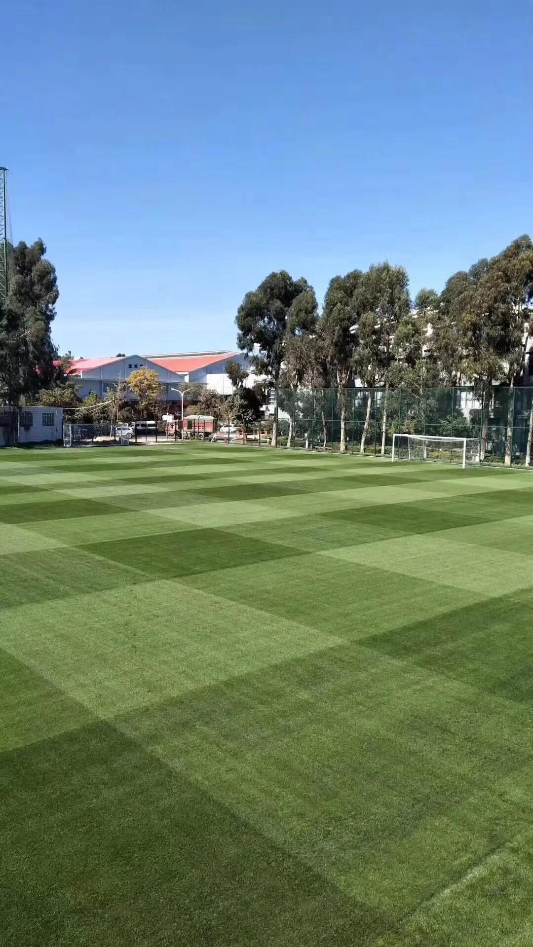 昆明足球现状怎么样了啊,昆明足球发展的好吗