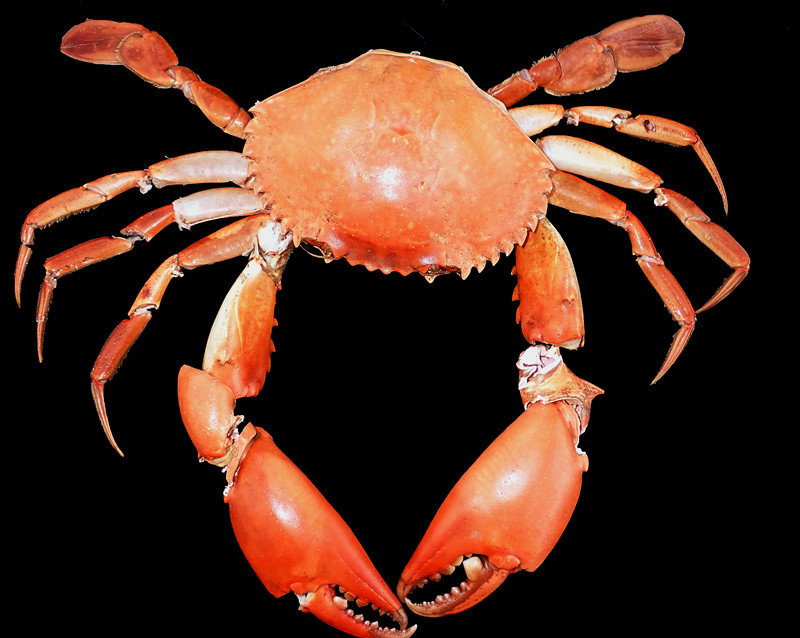 肉蟹膏蟹黄油蟹是同一个品种吗,三门青蟹是肉蟹还是膏蟹