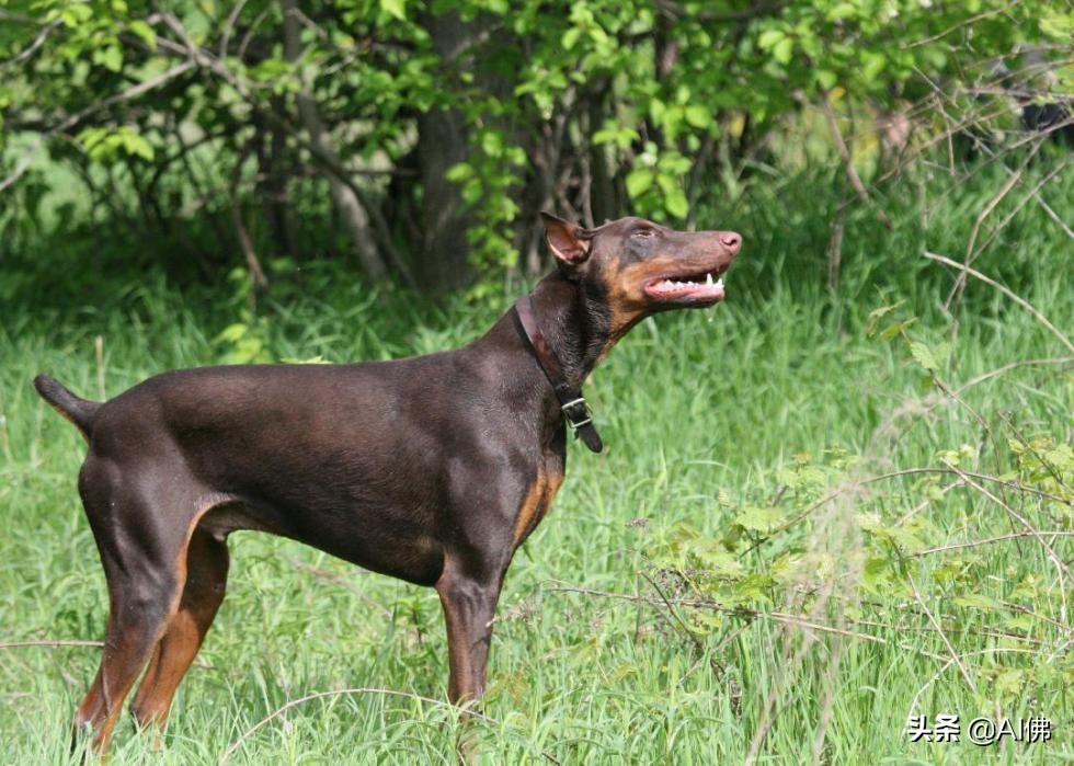 最古老的十大犬种,犬种历史的起源