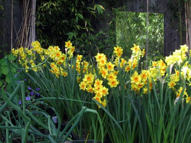 干货分享种植小技巧,混合花境设计与种植建议