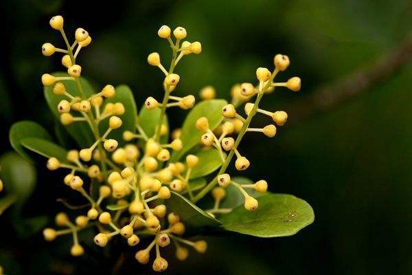 米兰开花的时候如何养护,米兰花期养护方法