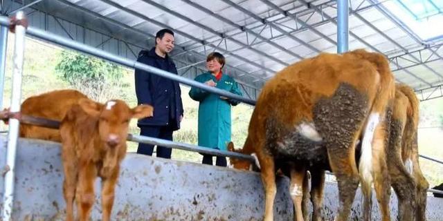 彭美竹评十佳农民,湖南临武县彭美竹养牛老板