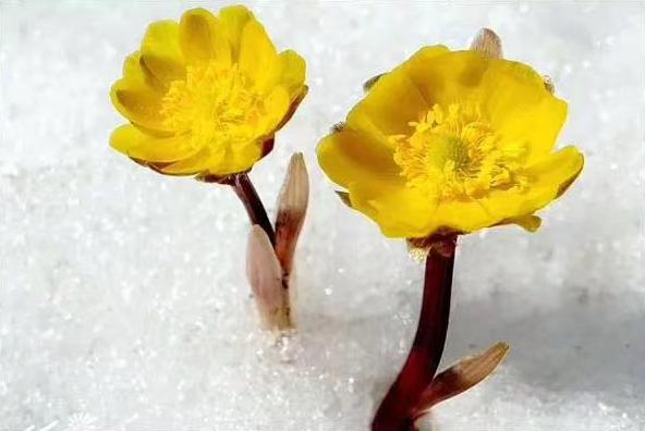 冰凌花带花苞盆栽,冰凌花盆栽种植方法