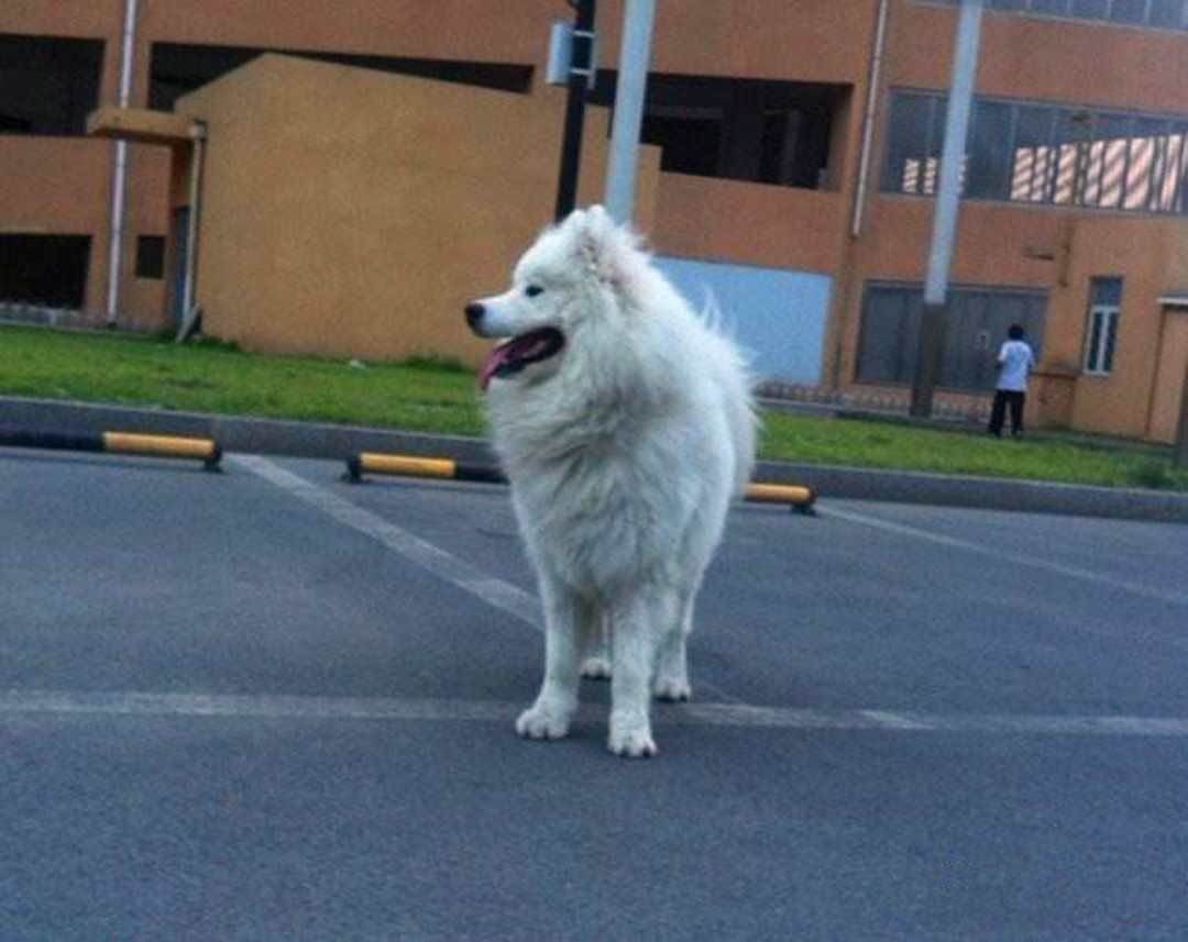 主人挑选牵引绳时出纰漏，萨摩耶出门后挣脱，注意三个正确方法！