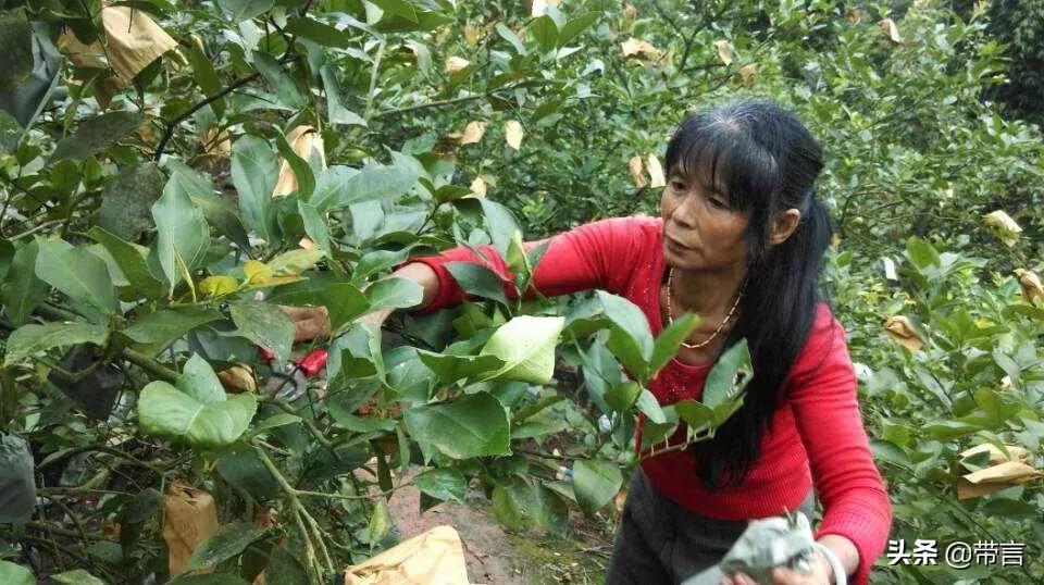 用它美白、泡水、蘸料、拌菜、防虫、擦油腻都好用啊！