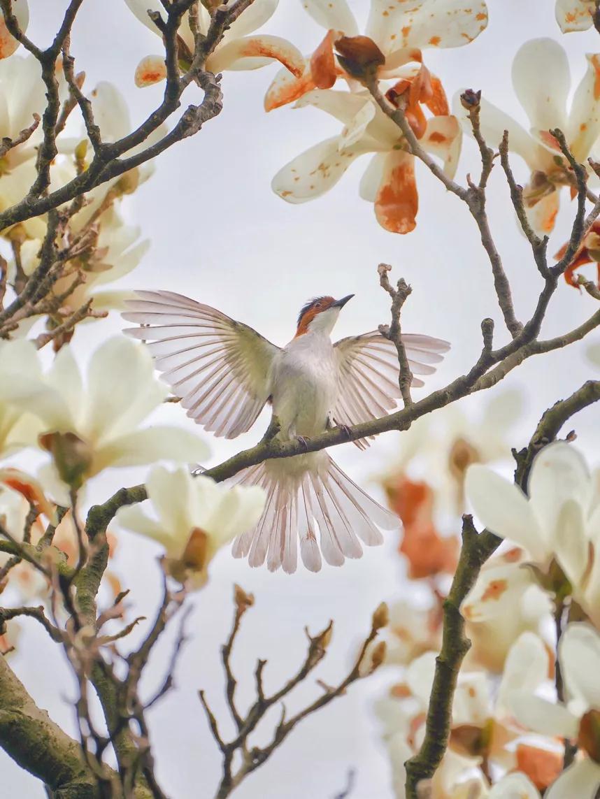 五月杭州西湖美景好看的照片,草长莺飞的图片