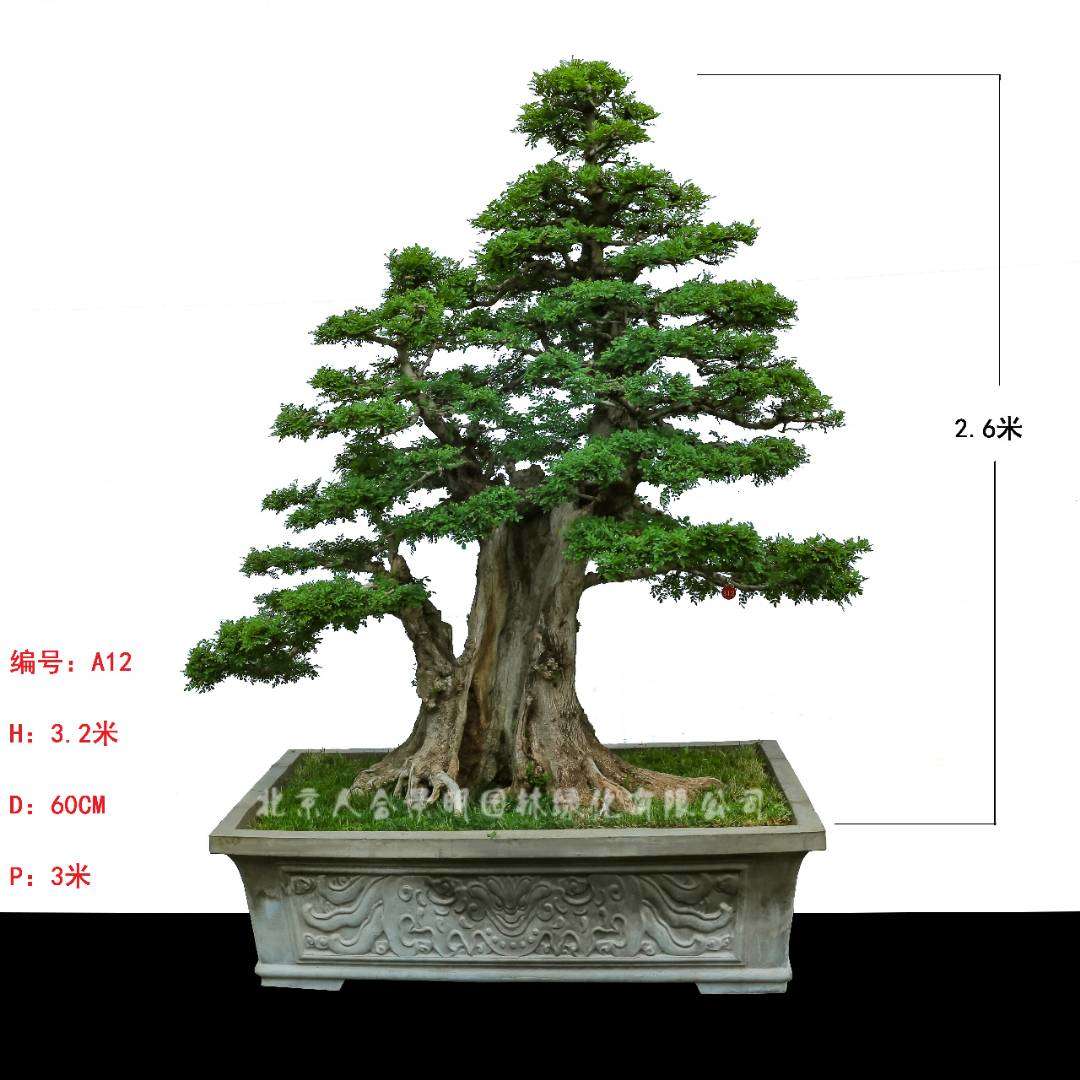 北京人合景明园林教你如何用这九种方法选对——对节白蜡