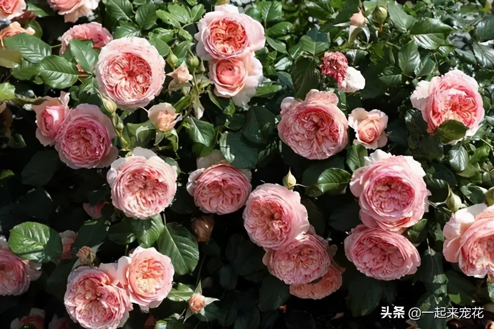 月季花质量排行榜,十大高颜值月季