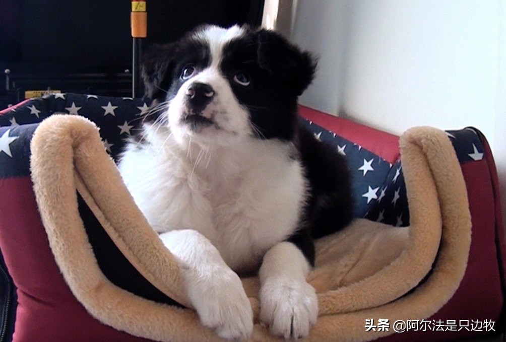 狗狗为什么把骨头藏起来,狗狗把骨头藏起来能不能扔