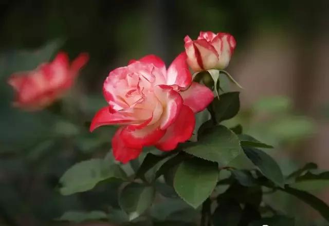 每天学习一点点各种花代表的花语,每天学习一朵花知识