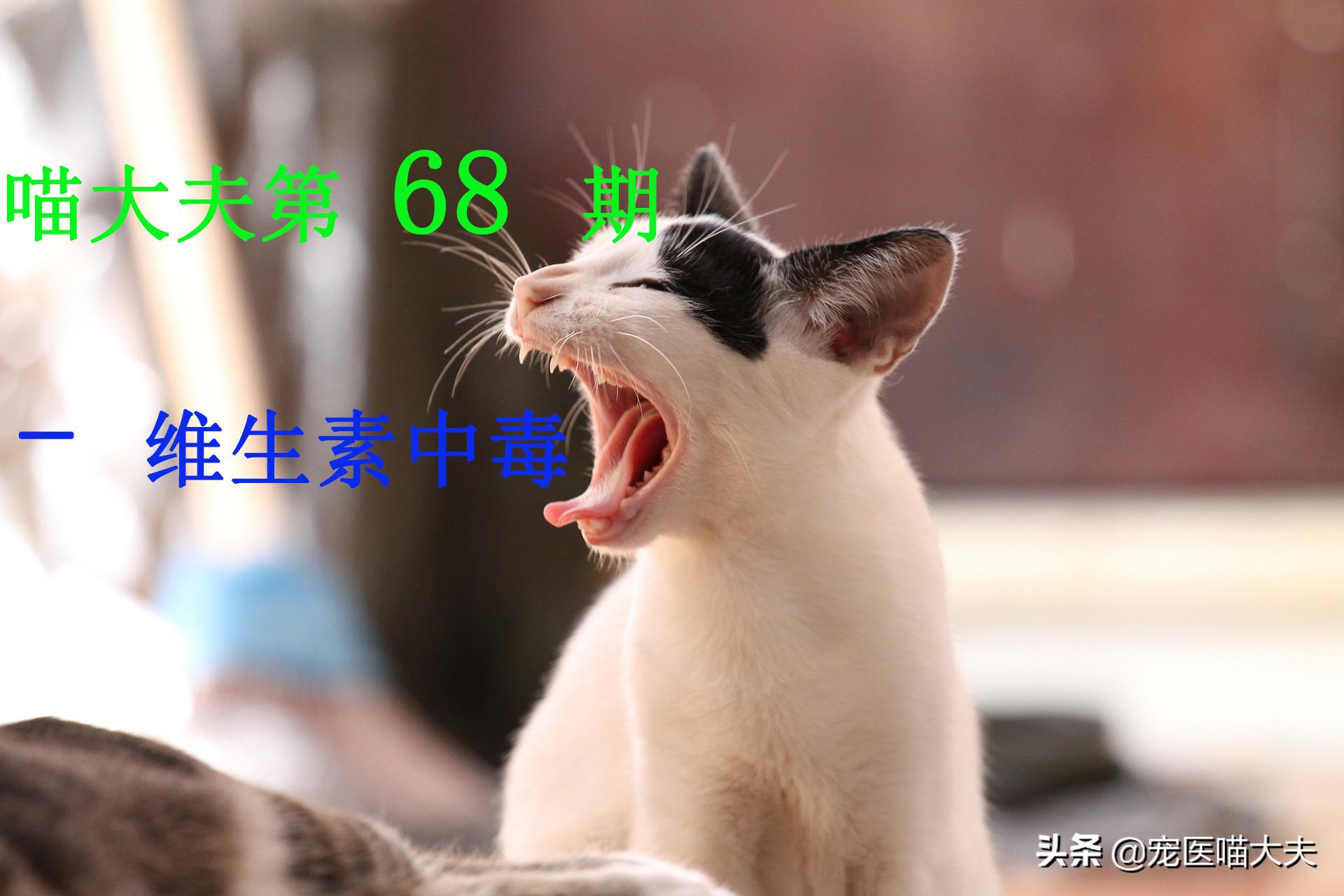 猫咪维生素食用过量,猫咪维生素b1喂过量的反应