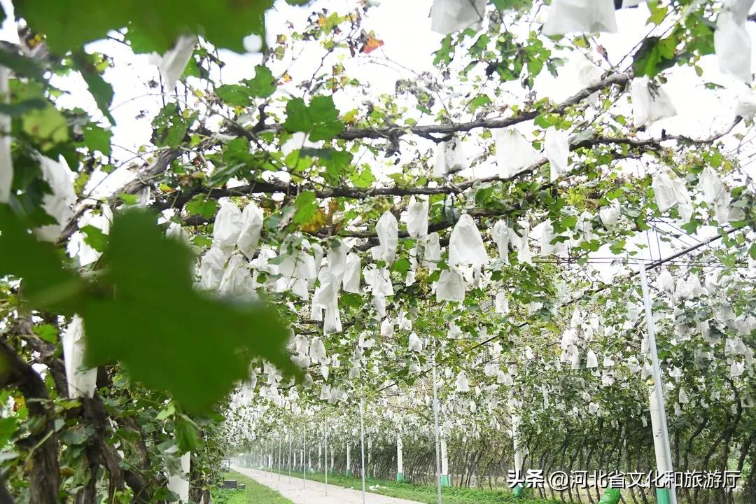 晋州市采摘园一日游攻略,晋州采摘园攻略