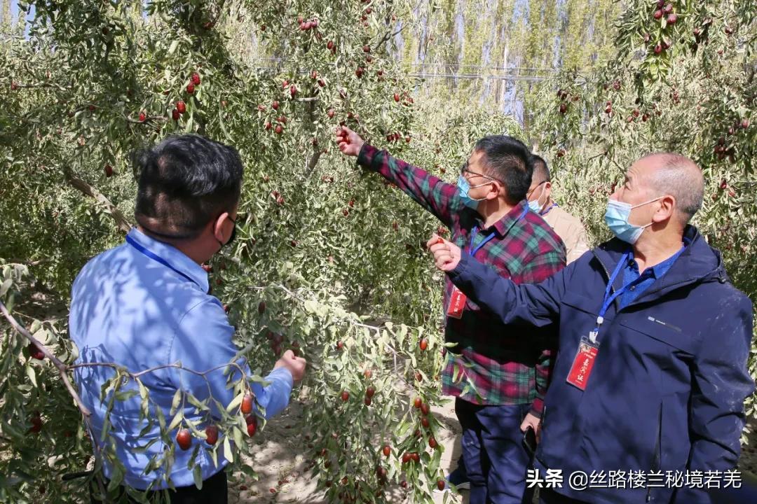 新疆和田大枣合作计划,新疆红枣成都展销会