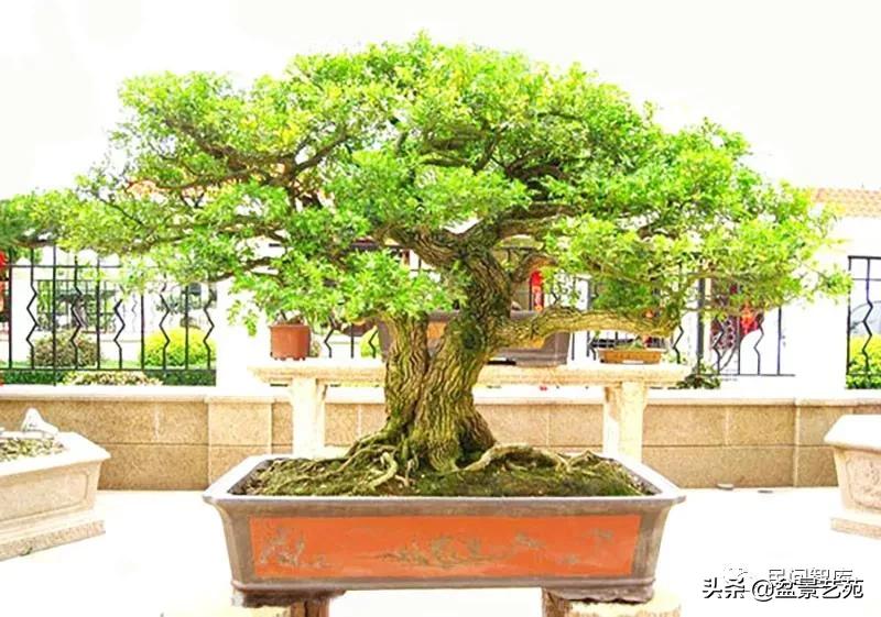 盆景黄杨,赏优美盆景