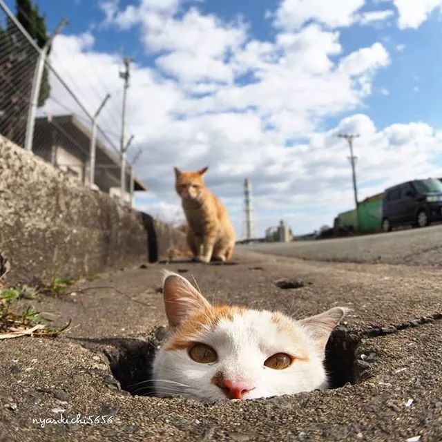 镜头下的猫视频,盘点那些可怜的流浪猫