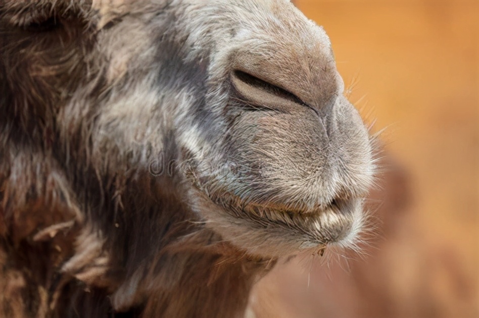 鼻子呼出的温度多少,鼻子呼出气体温度高