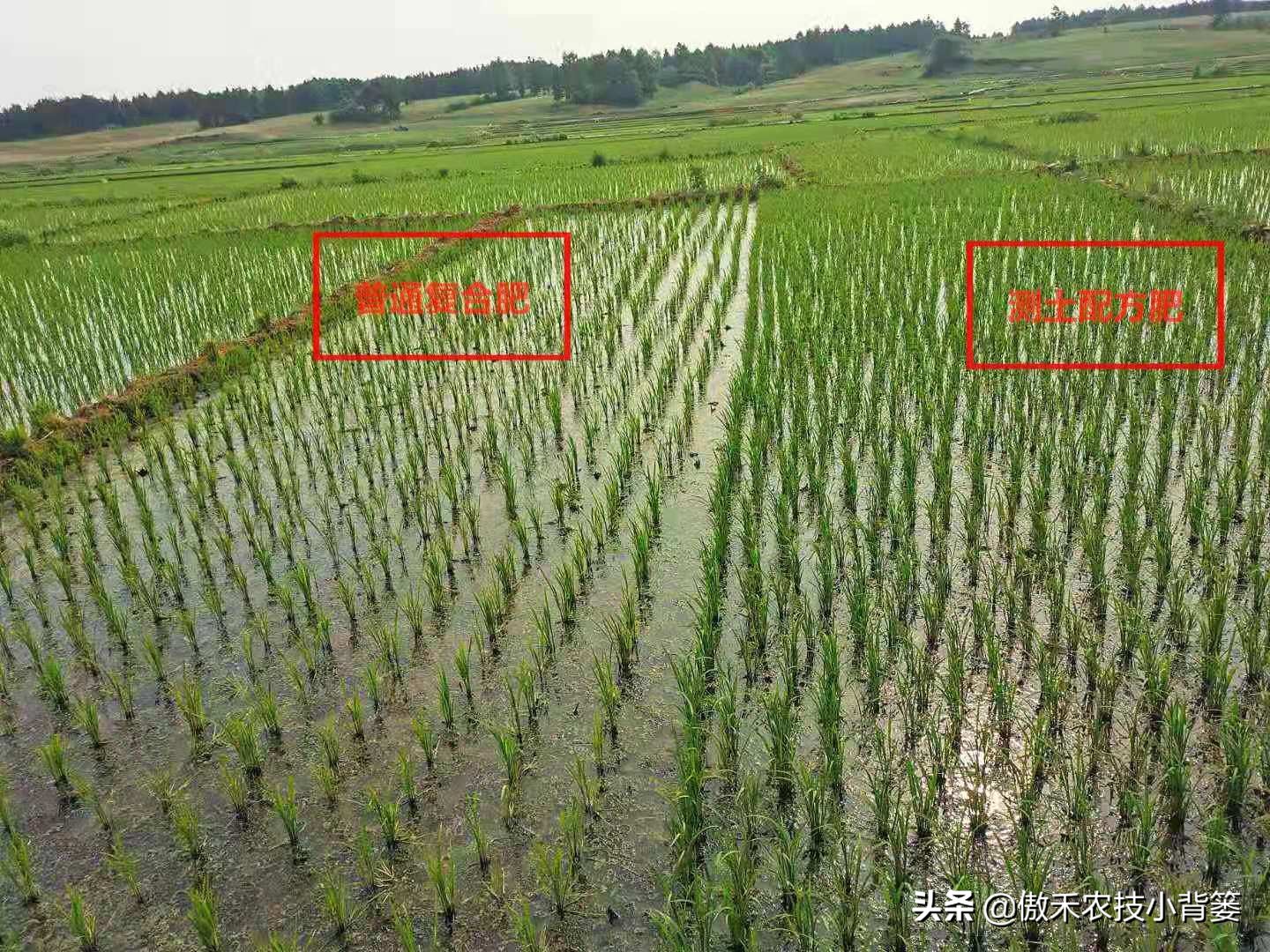 如何防止水稻黄叶,水稻抽完穗黄叶黑杆是什么原因