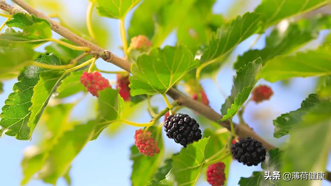 最瘦身的水果有哪些,营养又适合减肥的水果