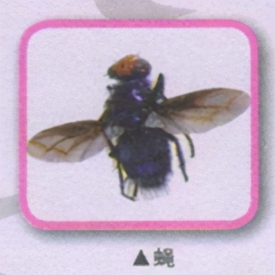 昆虫样子特点,昆虫视觉是什么样的