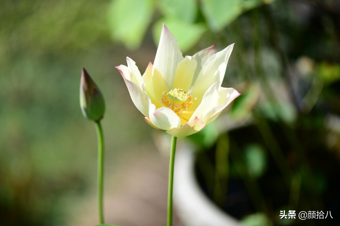 碗莲种藕生长到开花全过程,碗莲种藕到开花的过程
