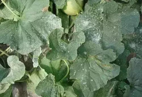 怎么判断小麦白粉病,白粉病防治妙招最佳方法