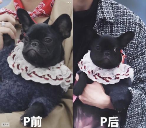 抓拍、P图、集资和出道，被逼出来的神仙技能，明星站姐太强大！