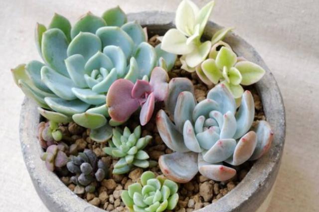 多肉植物怎么养得又肥又大,多肉植物养得又大又肥