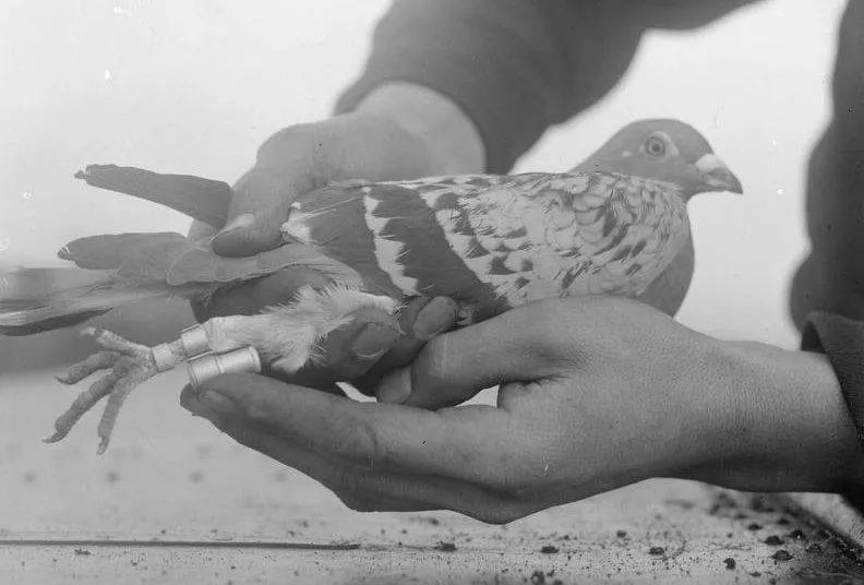 世界大战中的信鸽传奇：以吾一“鸽”之力挽救无数生命