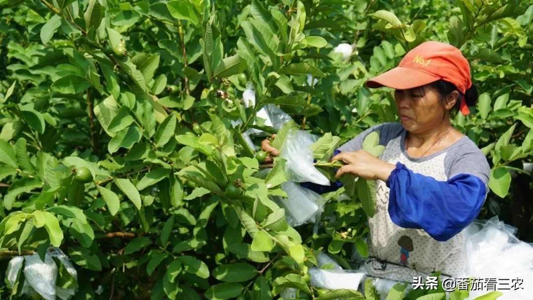 番石榴挂果次数少是什么原因,番石榴膨果期管理技术