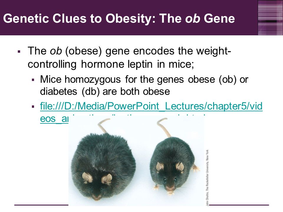 科学家将人类和动物基因融合一体,科学家让公鼠成功怀孕