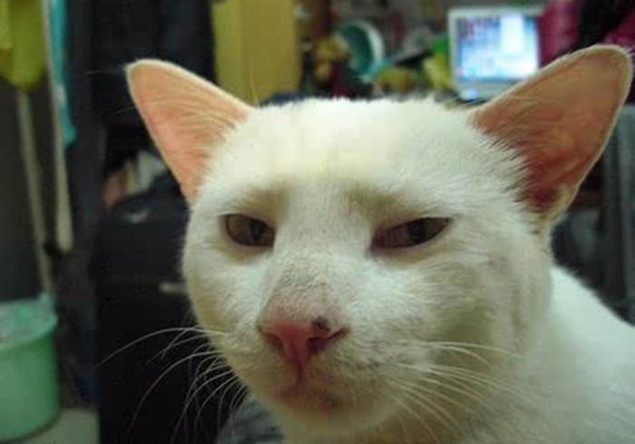 铲屎官的吃猫头行为,铲屎官对猫的奇葩操作