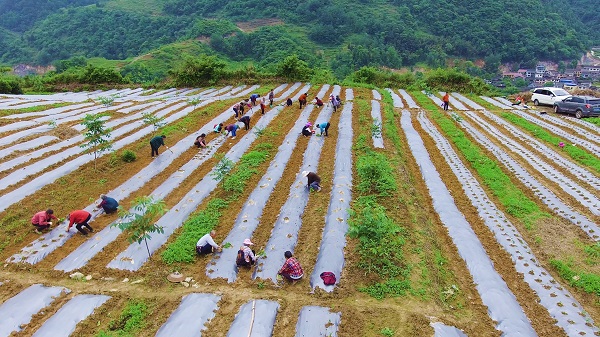 秀山电商赋能乡村振兴新路,秀山农村电商助力脱贫增收