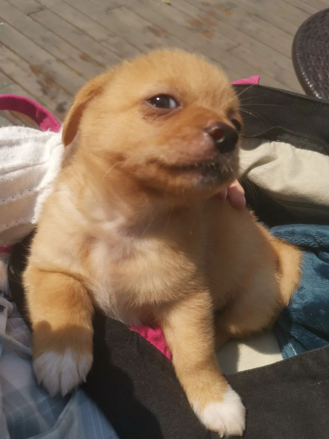 和宠物交流说什么,和宠物谈恋爱