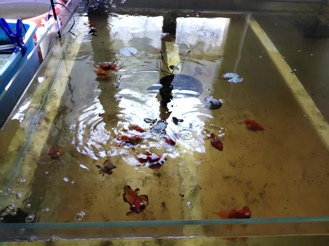 为什么鱼缸里的水起泡沫,为何鱼缸边有泡沫散不去